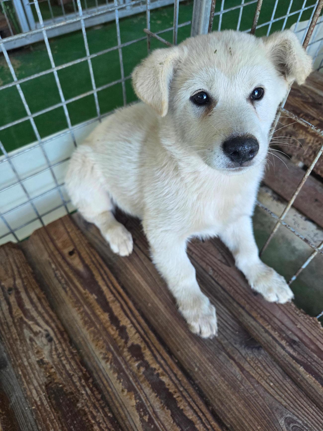 나주유기동물보호센터_446483202501750